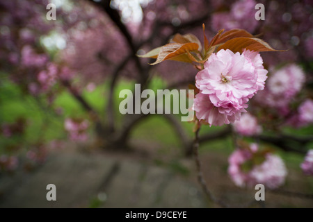 Ciliegio (Prunus sargentii) con freschi Fiori di colore rosa a inizio primavera su Cedar Hill nella città di New York, in zona Central Park. Foto Stock