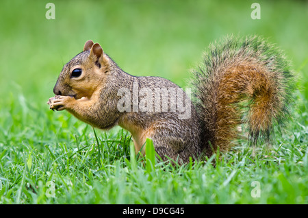 Giovane Volpe orientale scoiattolo (Sciurus niger) mangiare semi di Uccelli nel giardino Foto Stock