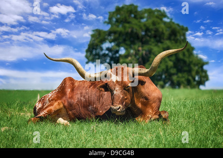 Texas Longhorn dormendo su pascolo su una soleggiata giornata estiva Foto Stock