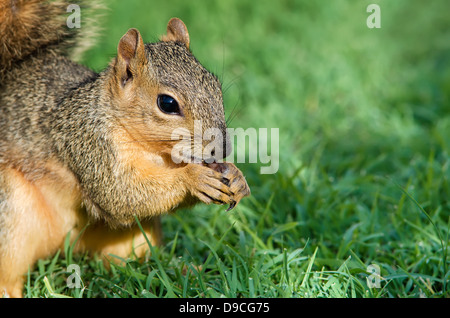 Closeup Ritratto di giovane volpe orientale scoiattolo (Sciurus niger) mangiare semi di Uccelli nel giardino Foto Stock