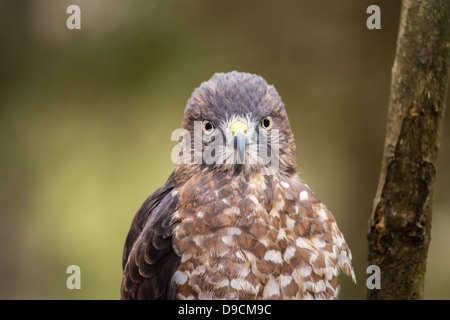 Un Broad-Winged Hawk in un albero. Carolina Raptor Centre. Foto Stock
