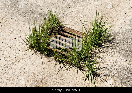 Gullideckel cresciuto intorno da erba, chiusino round del manto erboso, Foto Stock