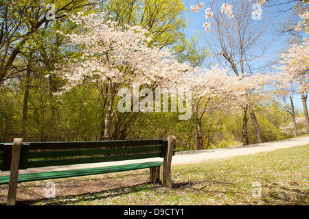 Gli alberi di ciliegio in primavera fioriscono High Park Toronto Foto Stock