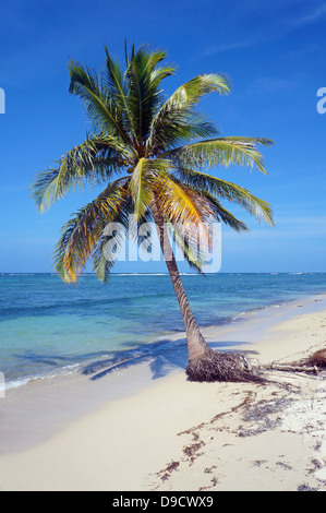 Albero di cocco solo su di una spiaggia di sabbia con mare in background Foto Stock