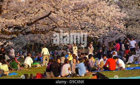 Grande folla a Yoyogi Park godendo la fioritura dei ciliegi in fiore Foto Stock