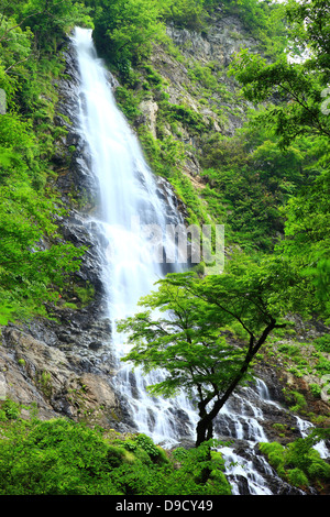 Dieci cascata, nella prefettura di Hyogo Foto Stock