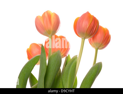 Bella tulipani arancione su sfondo bianco Foto Stock