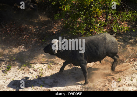 Bufali (Syncerus caffer caffer), Okavango Delta, Botswana, Africa - aerial Foto Stock