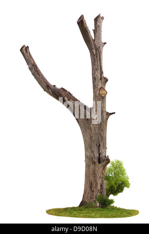 Unico e vecchio albero morto e giovani germogli da una radice isolati su sfondo bianco Foto Stock