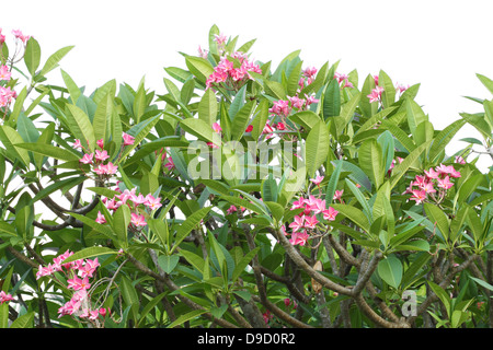 Rosa fiore di frangipani o Leelawadee fiore sulla struttura ad albero Foto Stock