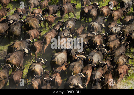 Bufali (Syncerus caffer caffer), Okavango Delta, Botswana, Africa - aerial Foto Stock