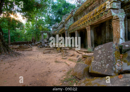 Albero della giungla che copre le pietre del Tempio di Ta Prohm in Angkor Wat. Foto Stock