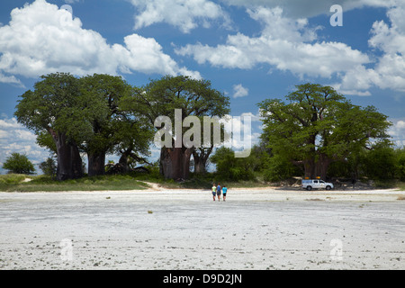Baines' Baobab e 4x4 camper, Kudiakam Pan, Nxai Pan National Park, Botswana, Africa Foto Stock