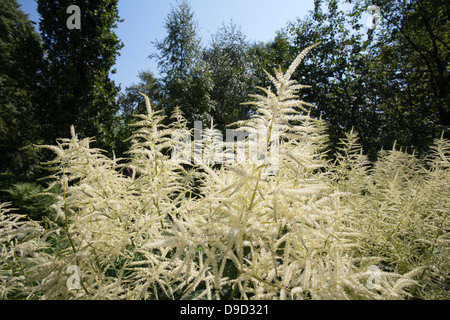 Aruncus dioicus Foto Stock