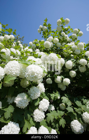 Viburnum opulus Foto Stock