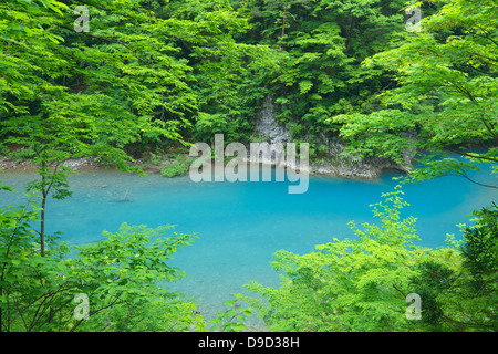 Alberi e flusso di acqua, Prefettura di Akita Foto Stock