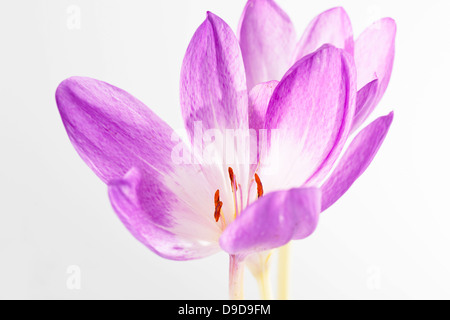 Autunno fiore Crocus contro uno sfondo bianco, close up Foto Stock