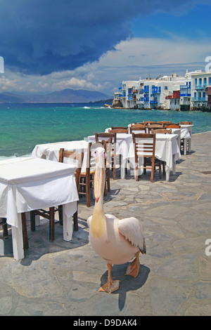 Il famoso pelican camminando lungo il mare sull'isola di Mykonos, Grecia Foto Stock