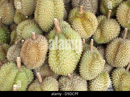 Durian, re di frutta, frutta famoso in Thailandia Foto Stock