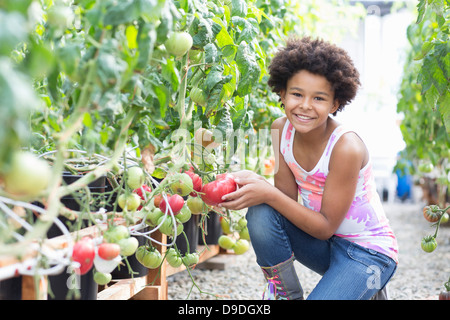 Ragazza raccolta di pomodori freschi Foto Stock