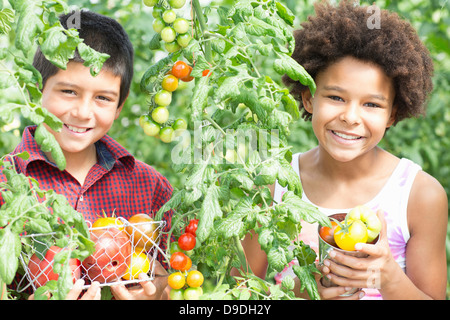 Bambini a caccia di pomodori freschi Foto Stock