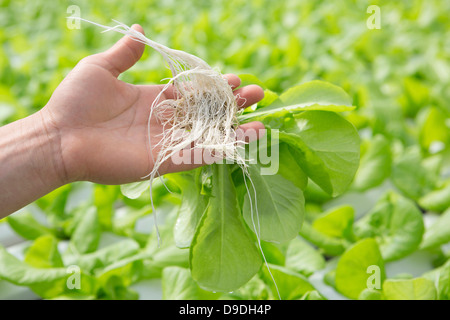 Bambino tenendo le piante con radici Foto Stock