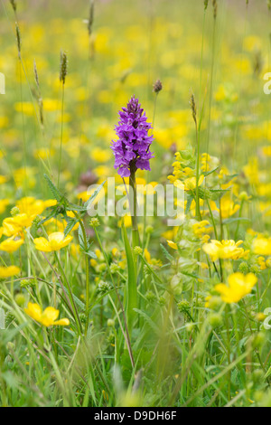 Dactylorhiza Praetermissa. Southern Marsh orchid amoungst renoncules in un prato di fiori selvaggi. Inghilterra Foto Stock
