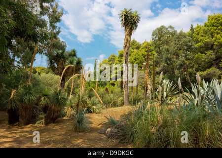 Varie piante di cactus che cresce sull'isola Lokrum in Croazia vicino alla famosa città di Dubrovnik. Foto Stock