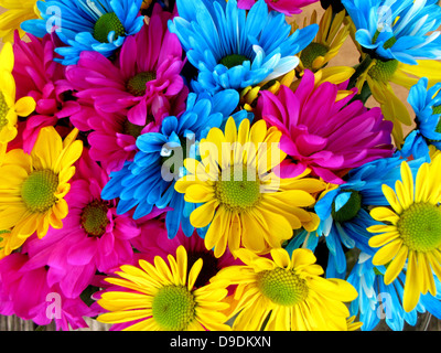 Un primo piano di margherite in piena fioritura, che mostrano i loro petali colorati sullo sfondo di una vegetazione naturale. Questi fiori fanno parte di una vibrante esposizione della bellezza della natura, che fiorisce in una varietà di sfumature. Foto Stock