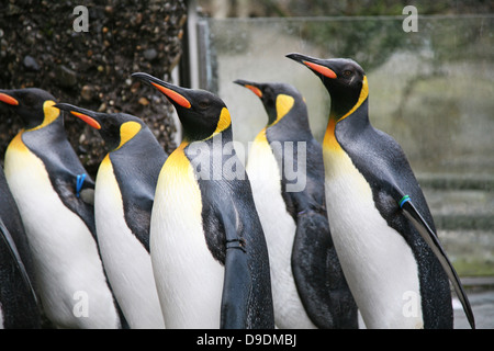 I pinguini allo zoo Foto Stock