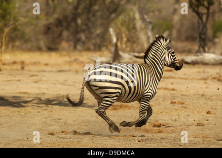 La Burchell zebra, Equus burchelli, in esecuzione Foto Stock