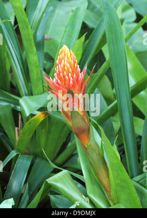 Rosso fiore di ananas, rosso bromeliad o billbergia pyramidalis Foto Stock