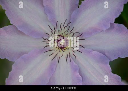 Fiore del Clematis Foto Stock