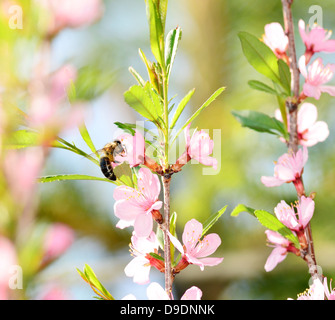 Un'ape raccoglie il polline di un fiore di ciliegio Foto Stock