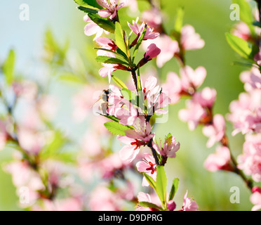 Un'ape raccoglie il polline di un fiore di primavera Foto Stock