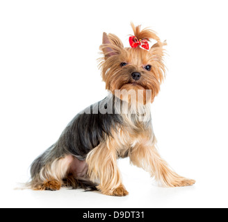 Cucciolo di Yorkshire terrier isolati su sfondo bianco Foto Stock