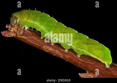 un'aquila tinta falena caterpillar poggia su un ramo di albero Foto Stock