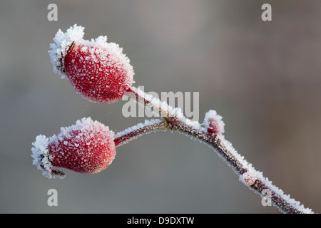 Bacche di Rosa canina coperto di brina Foto Stock