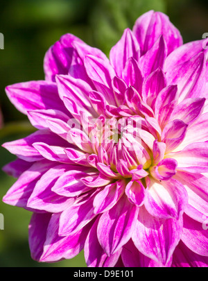 Di un bel colore rosa fiore del crisantemo close-up Foto Stock