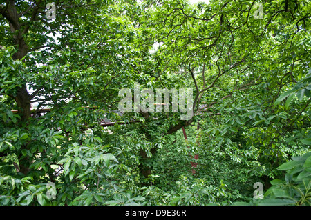 Xstrata Treetop marciapiede, Kew Royal Botanic Gardens, London, Regno Unito Foto Stock