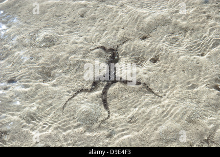 Stella di mare o starfis in mare Foto Stock