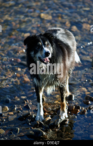 Border Collie in piedi nel fiume poco profonda in presenza di luce solare Foto Stock