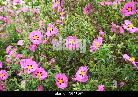 Cistus x purpureus - Rock Rose, sole rosa Foto Stock