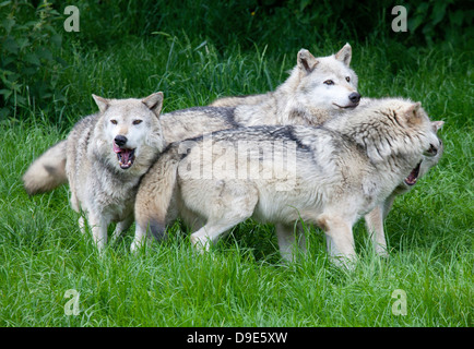 Un pack Europeo dei Lupi grigi giocando in erba Foto Stock