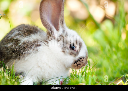 Piccolo coniglio bianco o bunny seduto in erba con sfondo verde Foto Stock