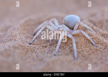Leucorchestris arenicola, Dancing White Lady Spider, Africa Foto Stock