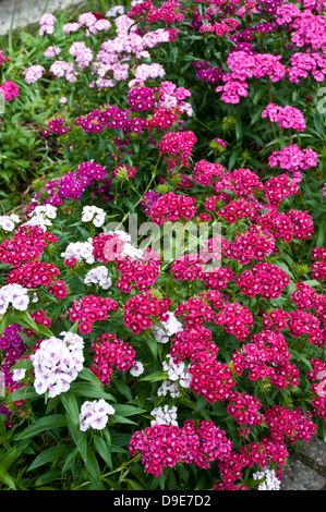 Dianthus barbatus, dolce William Foto Stock