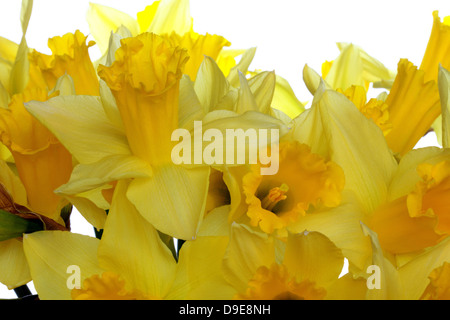 Golden Yellow Daffodils close-up sul bianco. Foto Stock