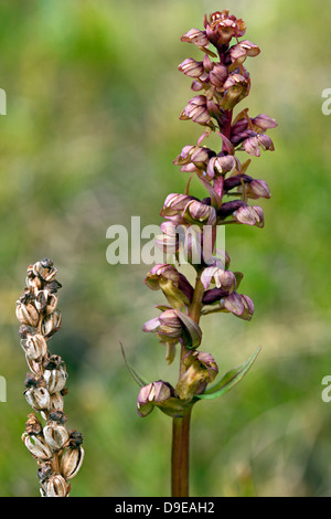 Frog orchid (Coeloglossum viride) con sementi in cialde Foto Stock