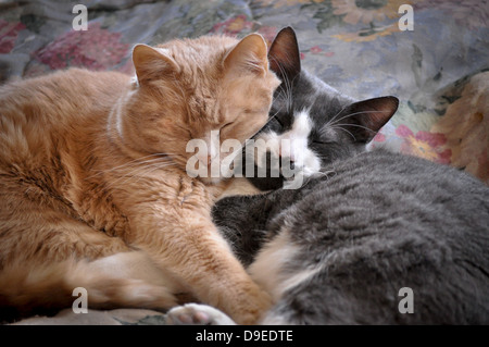 Due tappi di casa napping Foto Stock